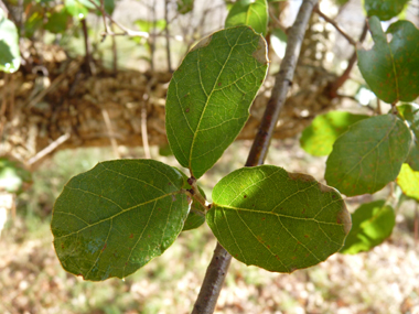 Petites feuilles (3 à 5 cm) alternes et à pétiole court, coriaces et plus ou moins dentées dont la face supérieure est bombée d'un vert glauque. Agrandir dans une nouvelle fenêtre (ou onglet)